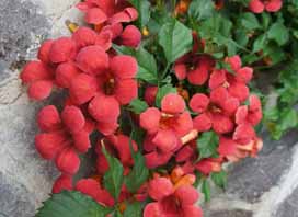 معرفی گیاه- پیچ اناری Trumpet vine